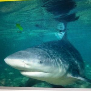 Meet your Posher, Donna